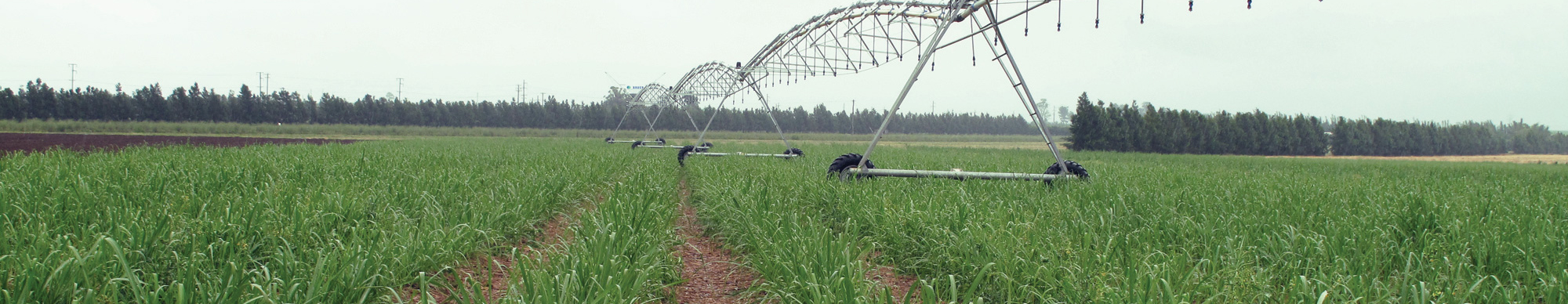 lateral-move-irrigator-cane